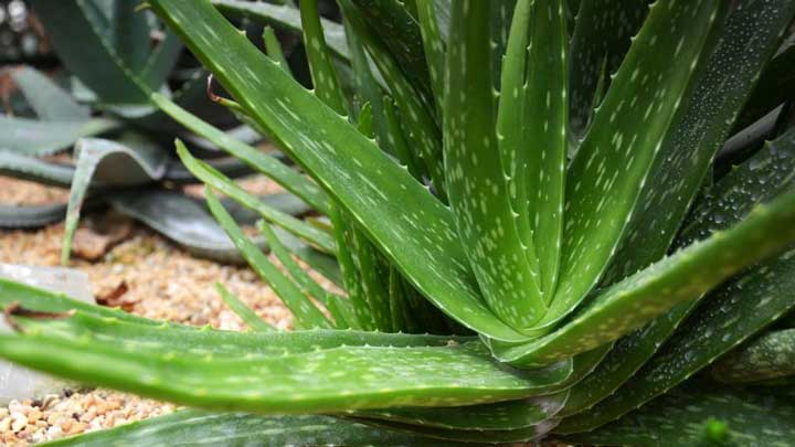 Aloe vera byla známá už starým Egypťanům - nazývali ji rostlinou nesmrtelnosti. Egyptské královny si s její pomocí udržovali mládí a krásu.