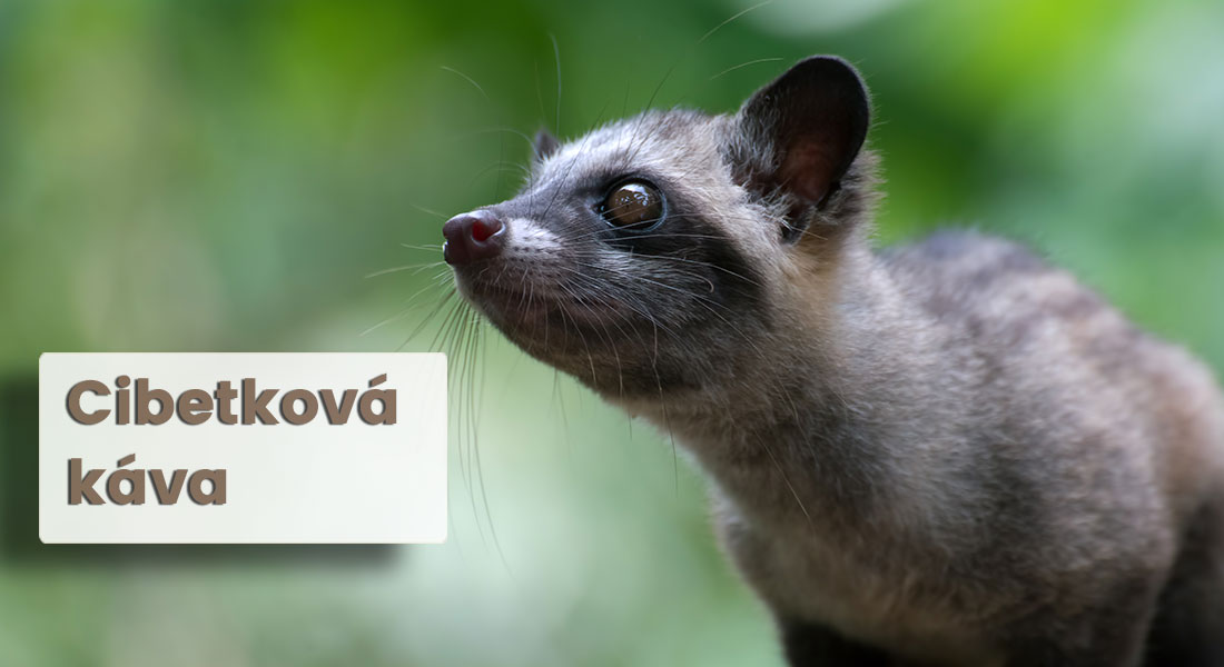 Cibetková káva. Víte, jak cibetka vypadá a proč je cibetková káva nejdražší na světě?