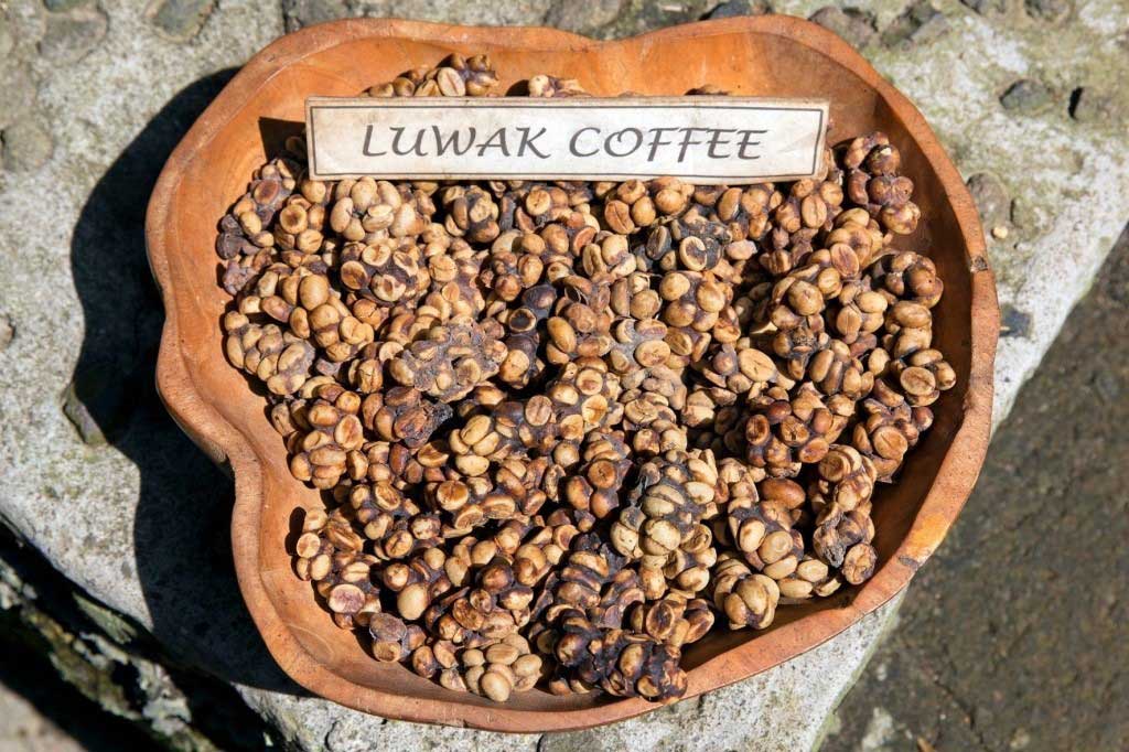 Cibetková káva, známá jako kopi luwak. Takhle vypadá surový trus cibetky